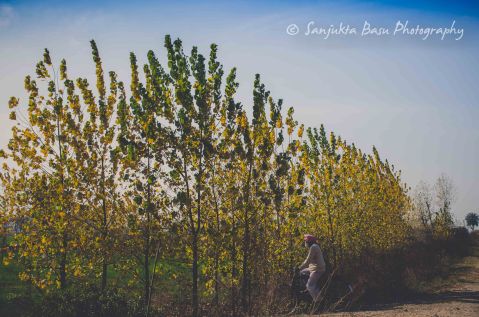 Phagwara Mohali Express Way, the yellow leaved tree is very common